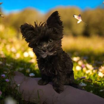 Bambi -  Yorki Poo Dog for Sale in Louise, Texas - Bambi | PetCurious