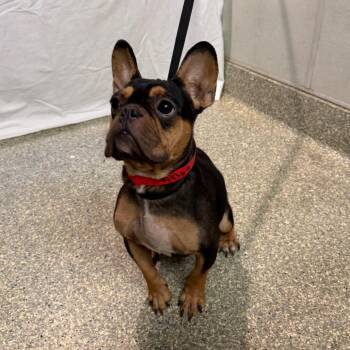 IVHS-Stray-144369 -  French Bulldog Dog for Adoption in San Gabriel, California - IVHS-Stray-144369 | PetCurious