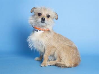 Cairn Terrier Dogs Available for Adoption in Phoenix, Arizona - BONNIE | PetCurious