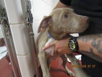 Pit Bull Terrier Dogs Available for Adoption in Marietta, Georgia - Truffle (302) | PetCurious