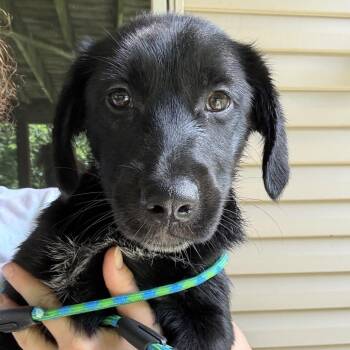 Cosmo -  Golden Retriever and Australian Cattle Dog Blue Heeler Dog for Adoption in Rochester, Minnesota - Cosmo | PetCurious