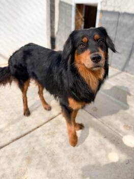 Titan -  Australian Shepherd and Mixed Breed Dog for Adoption in Severance, Colorado - Titan | PetCurious
