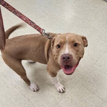 Baybee -  Pit Bull Terrier Dog for Adoption in East St. Louis, Illinois - Baybee | PetCurious