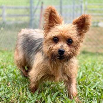 Melody - Missouri (AG26-72) -  Yorkshire Terrier and None Dog for Adoption in Peyton, Colorado - Melody - Missouri (AG26-72) | PetCurious