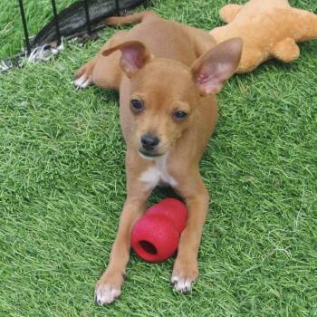 Puppy Nugget -  Chihuahua and Mixed Breed Dog Available for Adoption in Miami, Florida - Puppy Nugget | PetCurious