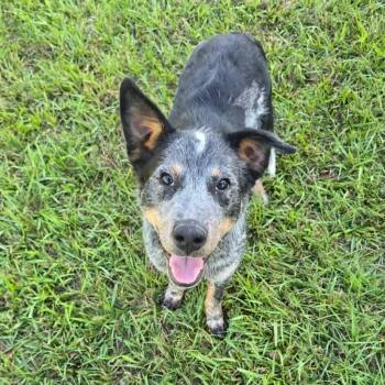 Remi -  Australian Cattle Dog Blue Heeler Dog for Adoption in Houston, Texas - Remi | PetCurious