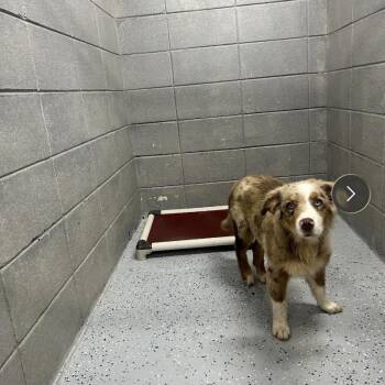 Claire -  Australian Shepherd Dog for Adoption in Huntsville, Alabama - Claire | PetCurious
