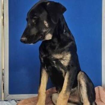 Soldier -  Mixed Breed Dog for Adoption in Las Cruces, New Mexico - Soldier | PetCurious