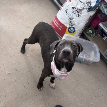 Anne -  Labrador Retriever Dog for Adoption in Marion, North Carolina - Anne | PetCurious