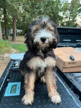 Cannoli the doodle puppy -  Bernedoodle Dog for Adoption in Muskego, Wisconsin - Cannoli The Doodle Puppy | PetCurious