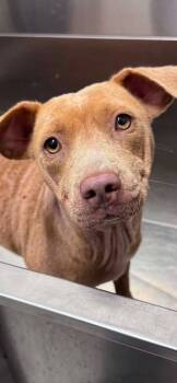 Layla Jean -  Pit Bull Terrier Dog for Adoption in Chattanooga, Tennessee - Layla Jean | PetCurious