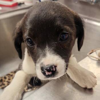Hound Dogs Available for Adoption in Birmingham, Alabama - Jade | PetCurious