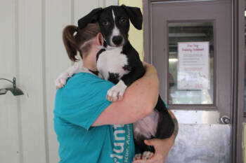 Rescue Catahoula Leopard Dog and Mixed Breed Dogs for Adoption in Kansas City, Missouri - Clef | PetCurious