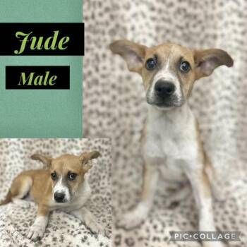 Corgi Dogs Available for Adoption in Manchester, Connecticut - Jude | PetCurious