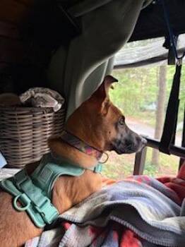 Tinkerbelle - In Foster (Call to schedule a meet) -  German Shepherd Dog and Mixed Breed Dog for Adoption in East Brookfield, Massachusetts - Tinkerbelle - In Foster (Call To Schedule A Meet) | PetCurious