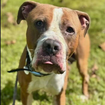 Rescue American Bulldog and American Staffordshire Terrier Dogs for Adoption in Baltimore, Maryland - Mouse | PetCurious