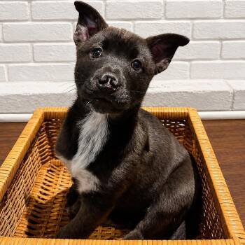 Husky Dogs Available for Adoption in Collingswood, New Jersey - Ciara | PetCurious