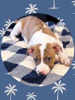 Rescue Cattle Dog and Beagle Dogs for Adoption in Chandler, Arizona - CLOVER | PetCurious