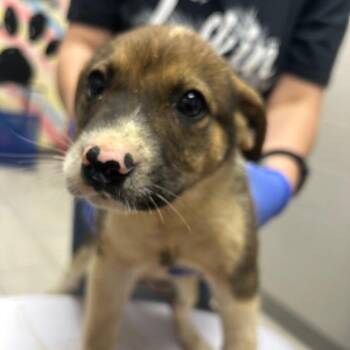 Labrador Retriever Dogs Available for Adoption in Lufkin, Texas - Brownie | PetCurious