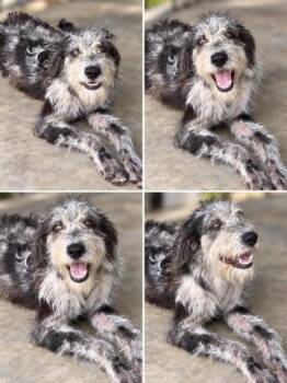 Snuffleupagus -  Irish Wolfhound and Standard Poodle Dog for Adoption in Covington, Louisiana - Snuffleupagus | PetCurious