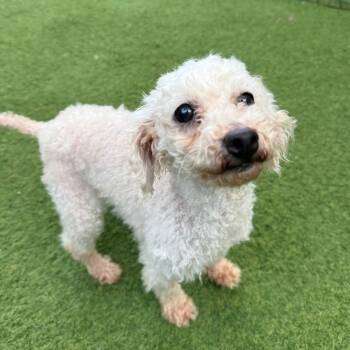 Pure 0016 -  Poodle and None Dog for Adoption in Loxahatchee Groves, Florida - Pure 0016 | PetCurious