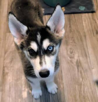 Syrax -  Husky Dog for Adoption in Waunakee, Wisconsin - Syrax | PetCurious