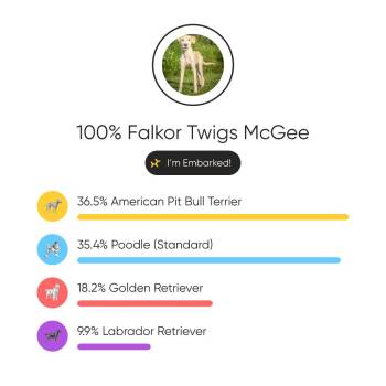 Falkor Twigs McGee -  Goldendoodle and Pit Bull Terrier Dog for Adoption in Riverwoods, Illinois - Falkor Twigs McGee | PetCurious