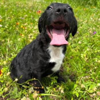 Bear -  Retriever Dog for Adoption in Pearland, Texas - Bear | PetCurious