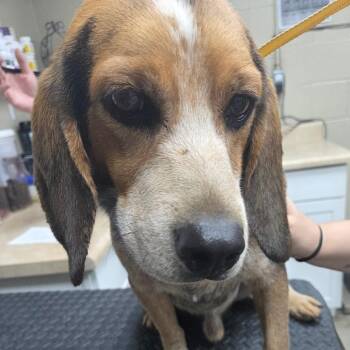 Rusty -  Beagle Dog for Adoption in Madisonville, Kentucky - Rusty | PetCurious