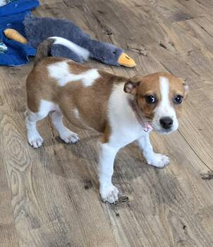 Jack Russell Terrier Dogs Available for Adoption in Union Grove, Wisconsin - Buttons. ADOPT PENDING | PetCurious
