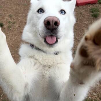 Bodhi -  Husky Dog for Adoption in Lynchburg, Virginia - Bodhi | PetCurious