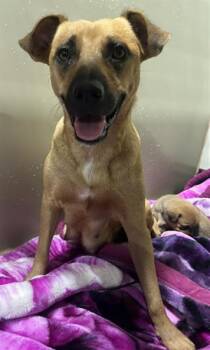 Rescue Pit Bull Terrier Dogs for Adoption in Thousand Oaks, California - Pancake And Her Puppies -- URGENT!! | PetCurious