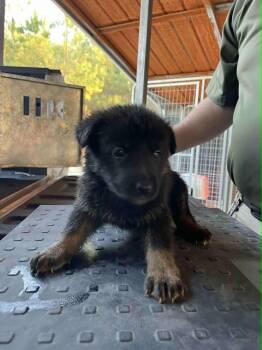 Rescue German Shepherd Dog Dogs for Adoption in Evesham, New Jersey - German Shepherd Puppies | PetCurious