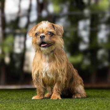DeeDee -  Mixed Breed Dog for Adoption in Jupiter, Florida - DeeDee | PetCurious