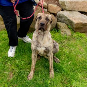 Luna Moon -  Presa Canario Dog for Adoption in Chester Springs, Pennsylvania - Luna Moon | PetCurious