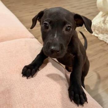 Louie -  Mixed Breed Dog for Adoption in Bentonville, Arkansas - Louie | PetCurious