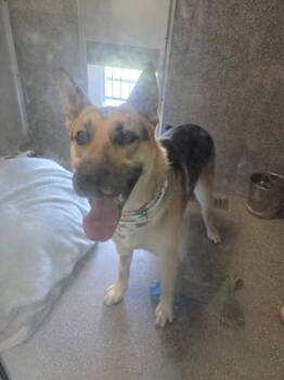 Buddy -  German Shepherd Dog Dog for Adoption in Hamilton, Montana - Buddy | PetCurious