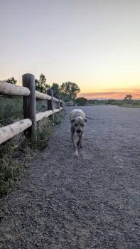 Bowlen -  Labrador Retriever Dog for Adoption in Littleton, Colorado - Bowlen | PetCurious