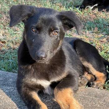 Mars -  German Shepherd Dog Dog for Adoption in Jacksonville, Arkansas - Mars | PetCurious