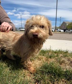 Miniature Poodle and Maltese Dogs Available for Adoption - Tofu | PetCurious