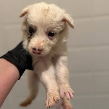 Rio -  Australian Shepherd Dog for Adoption in Phoenix, Arizona - Rio | PetCurious