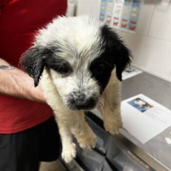 Marty -  Shepherd Dog for Adoption in Parrish, Alabama - Marty | PetCurious