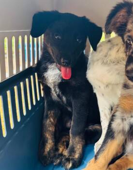 Skeeter -  Australian Shepherd and Shepherd Dog for Adoption in Valley Park, Oklahoma - Skeeter | PetCurious