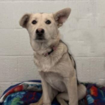 Husky Dogs Available for Adoption - Ruby | PetCurious