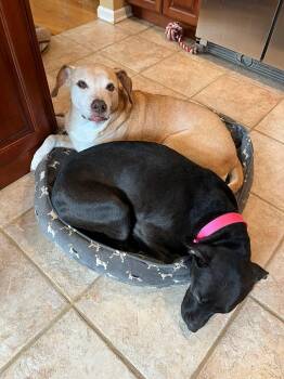 Pit Bull Terrier Dogs Available for Adoption in Rockaway, New Jersey - Paris Bagel Momma | PetCurious