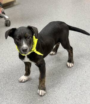 Rino -  Shepherd Dog for Adoption in Manchester, Connecticut - Rino | PetCurious