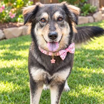 IZZY GS -  German Shepherd Dog Dog for Adoption in Lucas, Texas - IZZY GS | PetCurious