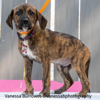Hound Dogs Available for Adoption in Wake Forest, North Carolina - Cassin | PetCurious