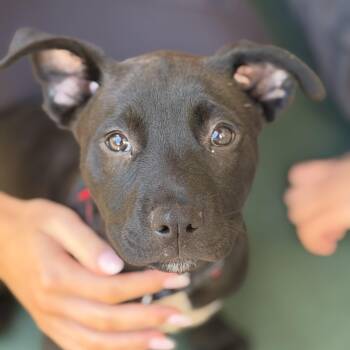 Catahoula Leopard Dog Dogs Available for Adoption in Columbia, South Carolina - Mechanic | PetCurious