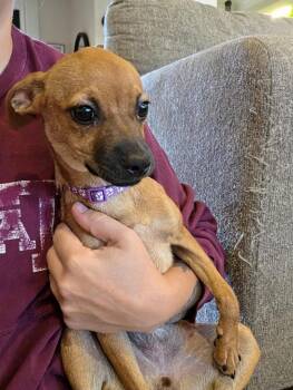 Gabby -  Chihuahua Dog for Adoption in Millcreek, Utah - Gabby | PetCurious